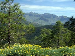 Bergland - Gran Canaria