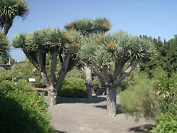 Drachenbäume im Botanischen Garten Gran Canaria
