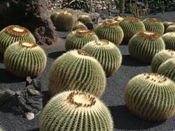 Jardin de Cactus in Guatiza - Lanzarote