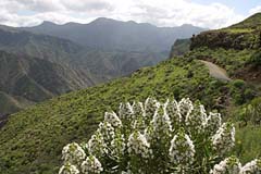 Blütenpracht im Bergland Gran Canaria