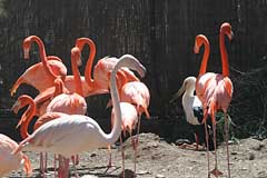 Flamingos im Palmitos Park - Gran Canaria